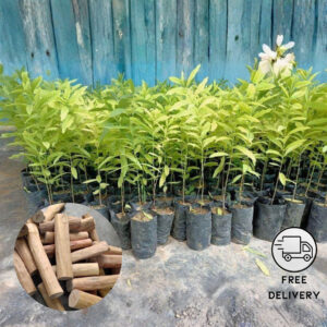 White Sandalwood Plant, Indian sandalwood Plant (Santalum album)