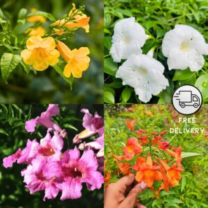 Tecoma Flower Plant (Trumpet Vine)