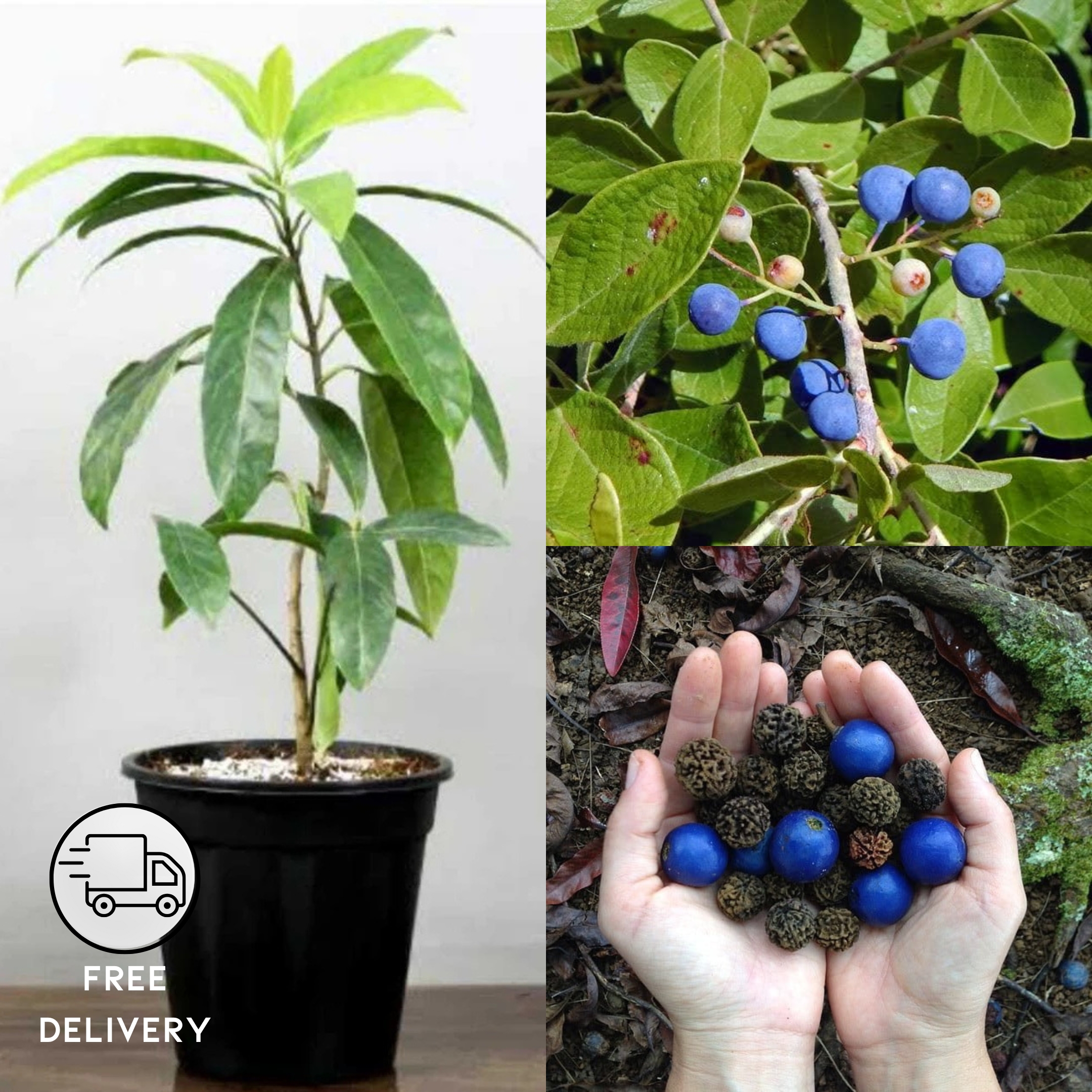 Rudraksha Plant- live plant