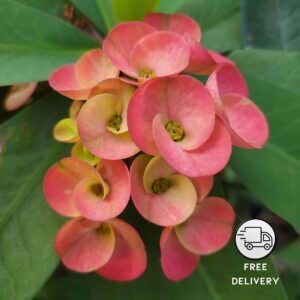 Euphorbia plant Succulent Plant