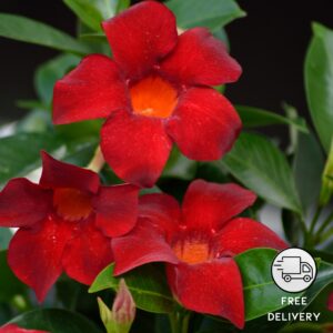 Mandevilla Flower Plant