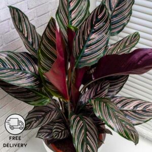 Calathea Ornata Live Plant