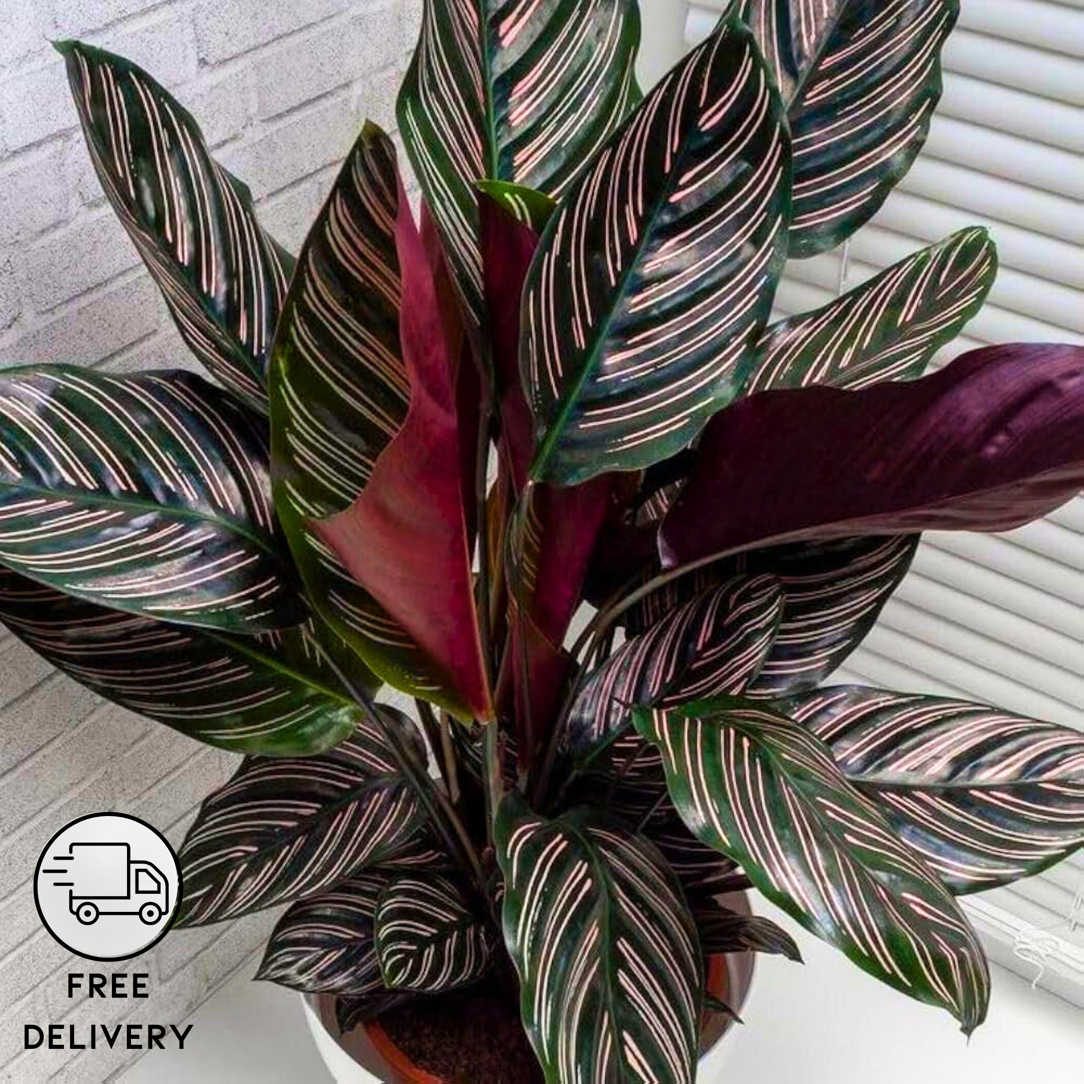 Calathea Ornata Live Plant