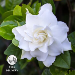 Gandharaj Flower Plant (Gardenia Jasminoides, Cape Jasmine)