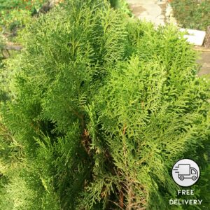 Jhau Green Plant (Tamarisk Plant)