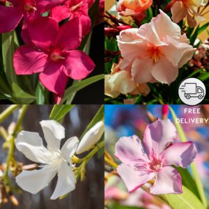 Korobi Flower Plant (Nerium oleander)