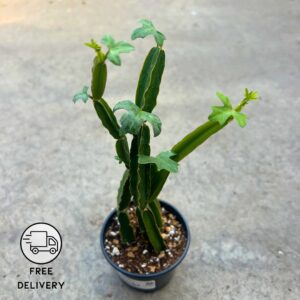 Hadjod Ayurvedic Plant (Cissus quadrangularis)