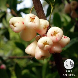 White Water Apple Plant, Jamrul Live Plant