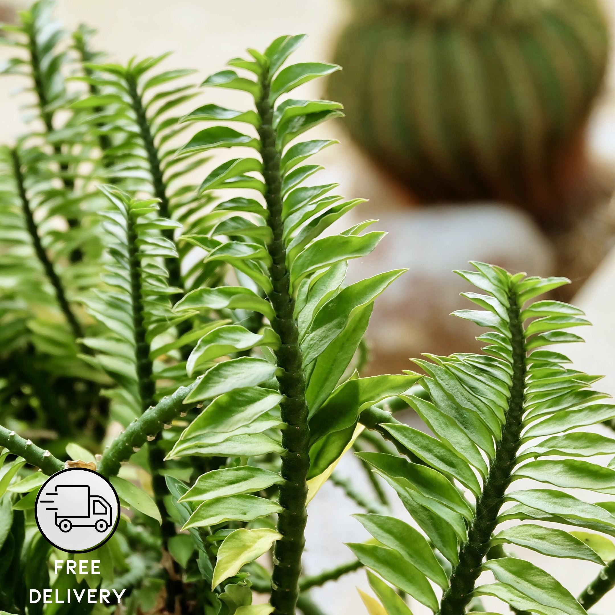 Devil's Backbone Plant (Euphorbia tithymaloides) - Pack Of 2