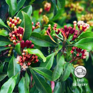 Clove Plant Live (Lavanga Or Laung)