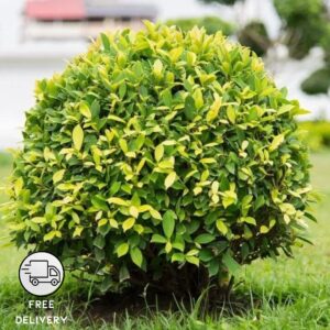 Golden Ficus Plant (Ficus Benjamina)