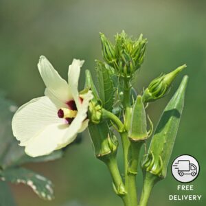 Lady Finger Plant, Okra Plant (Bhindi)