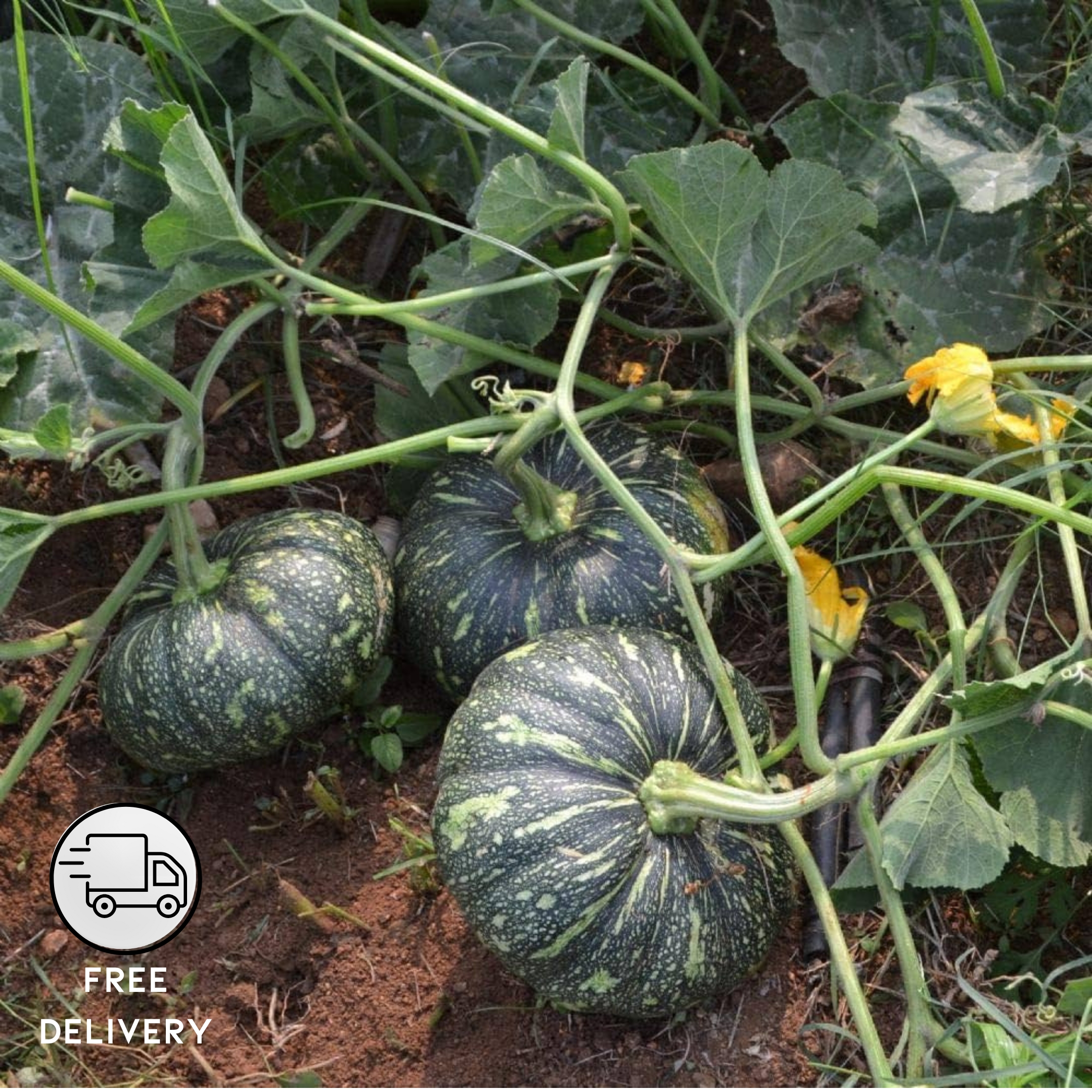 Pumpkin Plant Live (Kaddu)