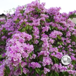 Garlic Creeper Flower Plant, Garlic Vine (Mansoa Alliacea)