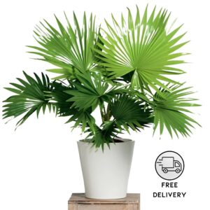 China Palm Plant (Livistona chinensis)