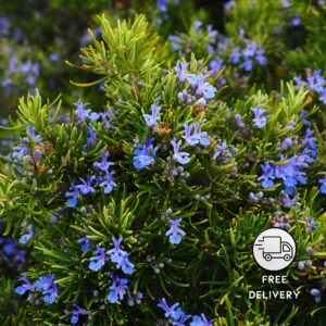 Rosemary Plant