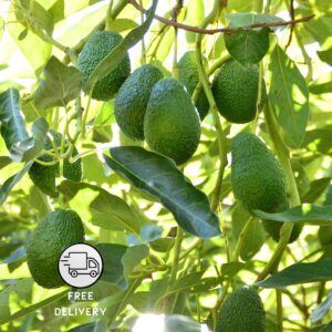 Avocado Live Fruit Plant