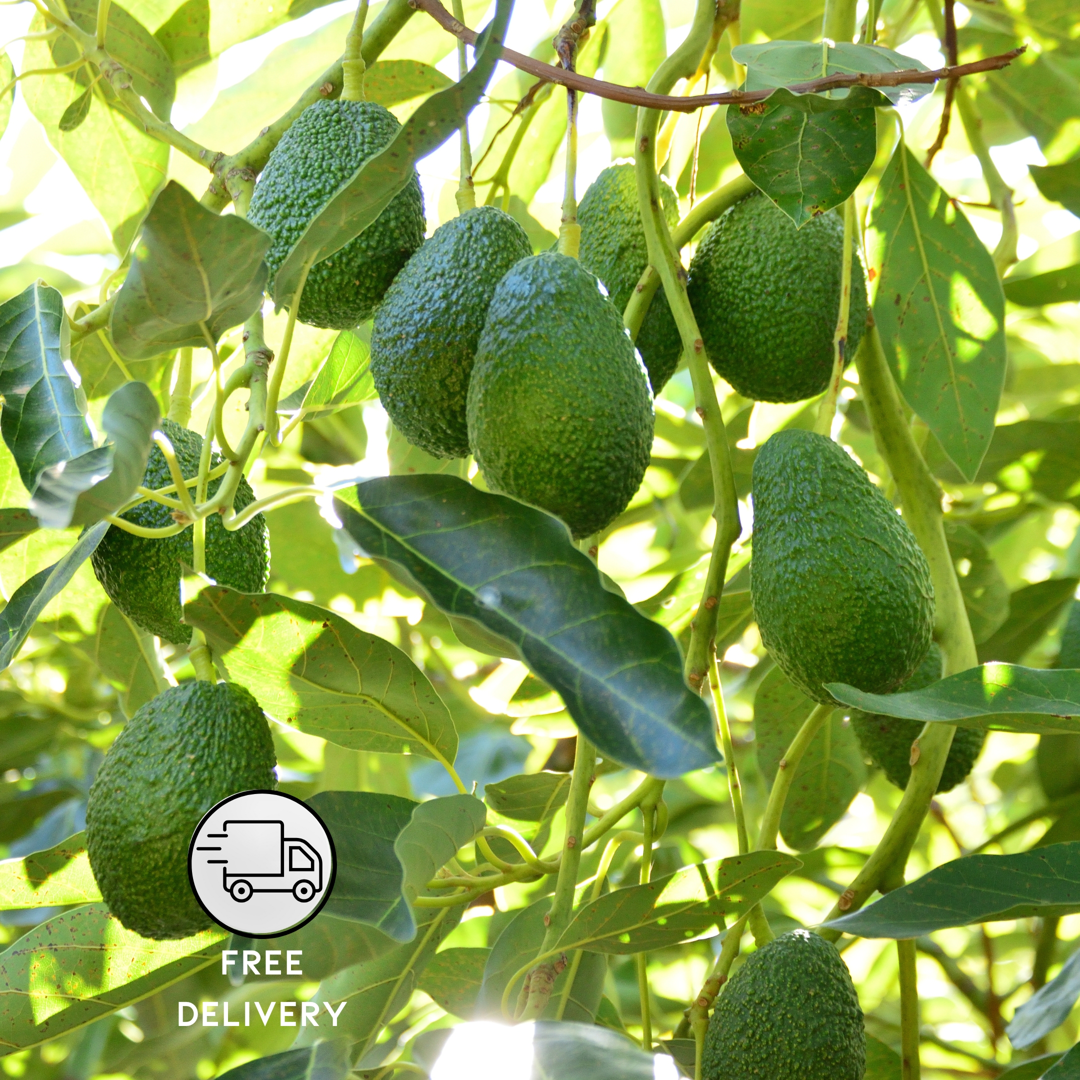 Avocado Live Fruit Plant