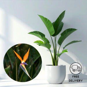 Bird Of Paradise Plant Live