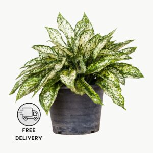 Aglaonema Snow White Plant (Chinese Evergreen Indoor Plant)