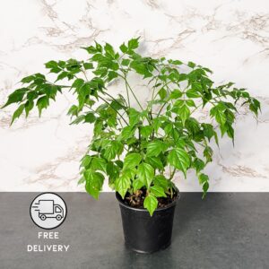 China Doll Plant Live (Radermachera Sinica)