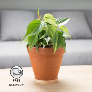 Philodendron Oxycardium Green Live Plant (Heartleaf)