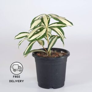 Dracaena Milky Way Plant