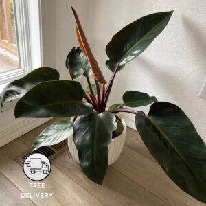 Philodendron Red Congo Plant Live (Congo Rojo)