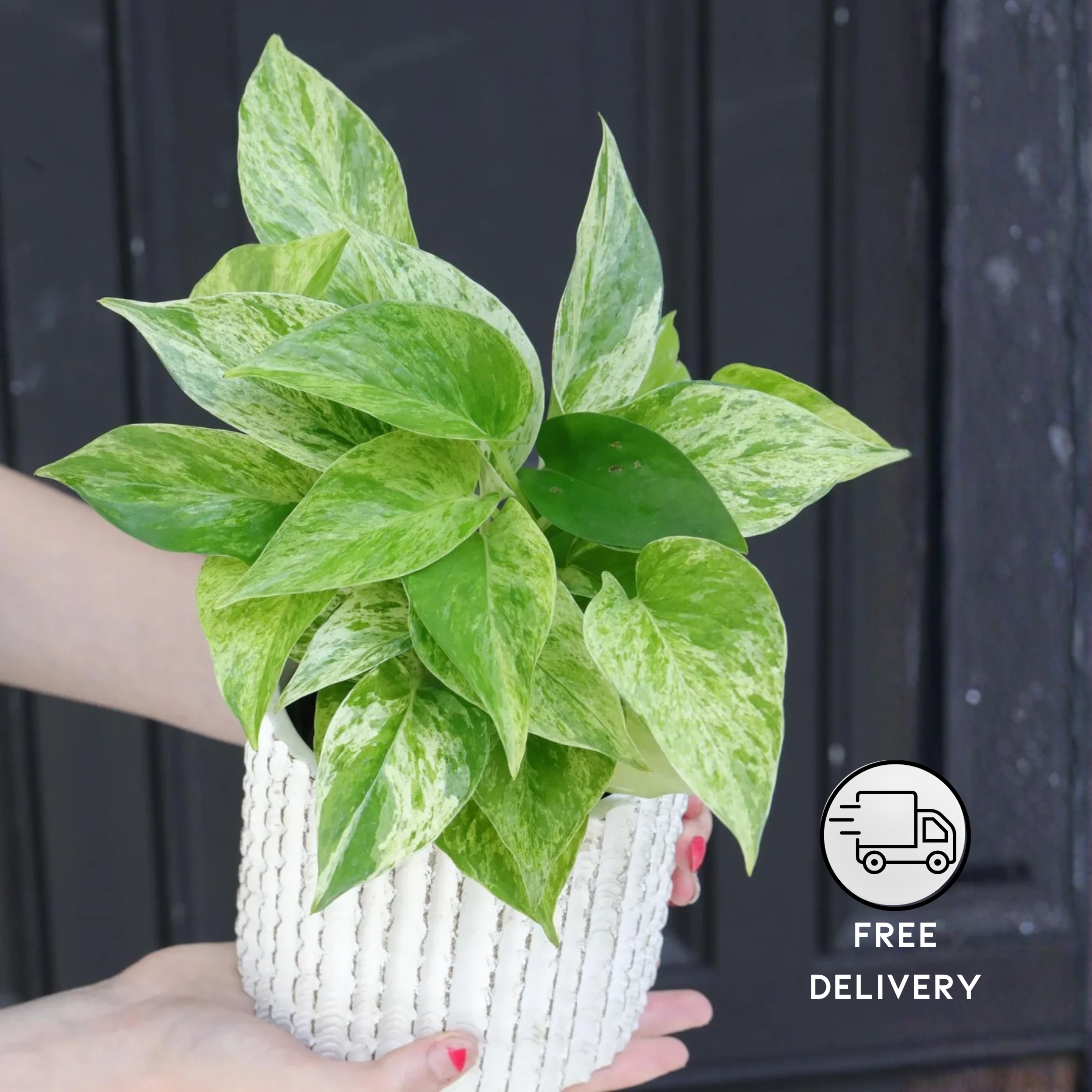 Marble Queen Money Plant Live - Pack Of 2
