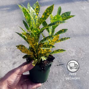 Gold Dust Croton Plant Live (Codiaeum Variegatum)