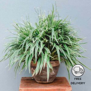 Spider Plant Live