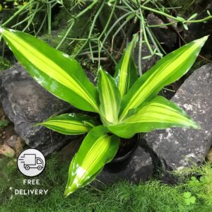 Dracaena Messenger Live Plant