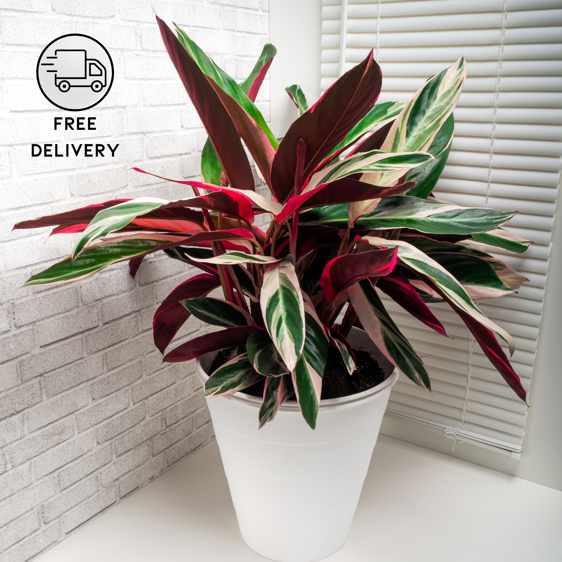 Stromanthe Sanguinea Triostar, Calathea Triostar - Plant