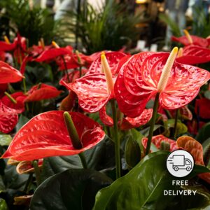 Anthurium Red Plant Live