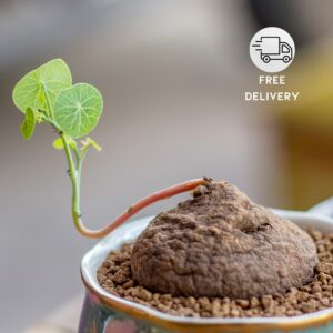 Stephania Erecta Bulb Live