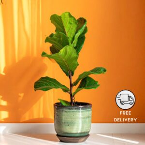 Fiddle Leaf Fig Plant Live