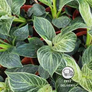 Philodendron Birkin plant Live