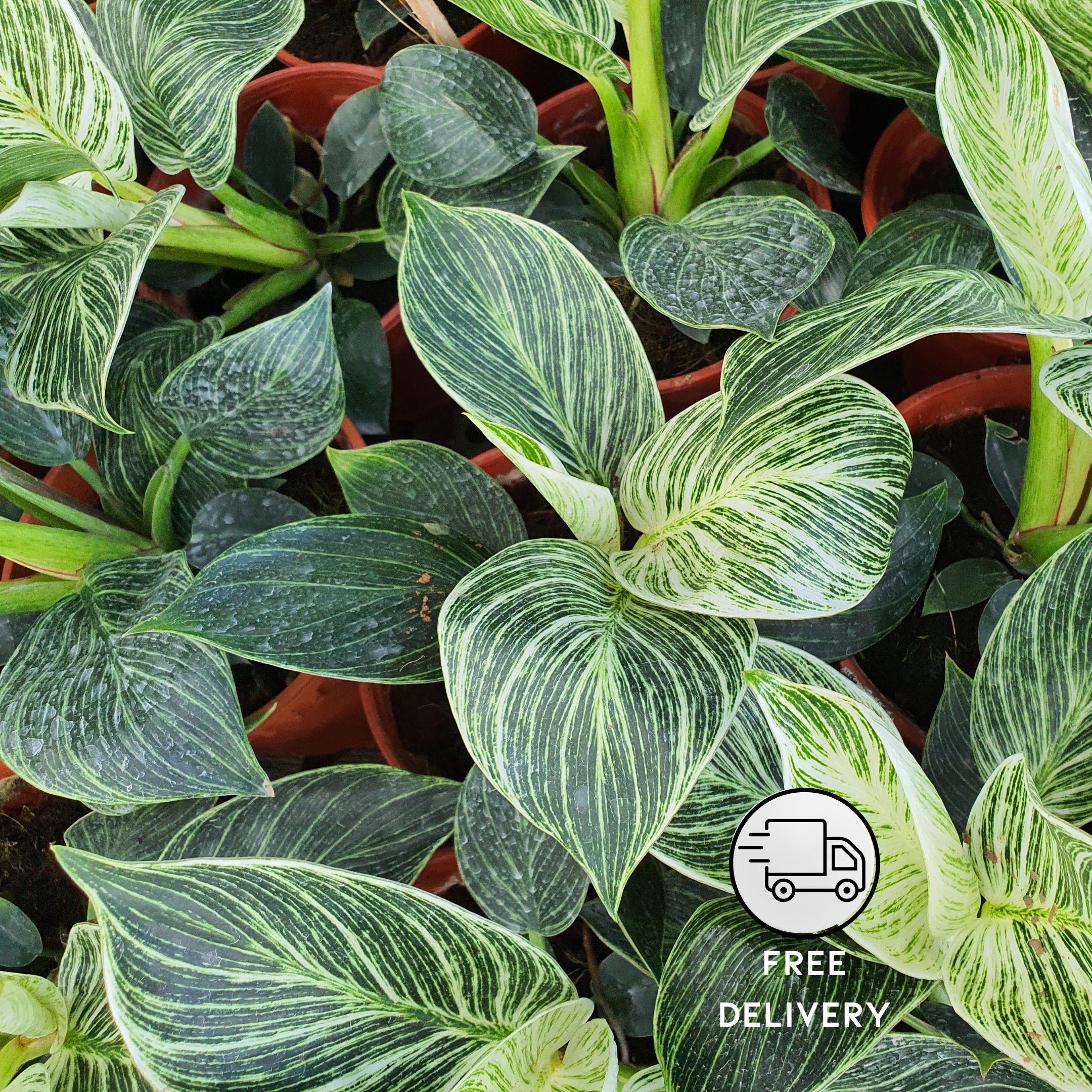 Philodendron Birkin plant Live