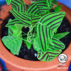 Butterfly Wing Plant Live (Christia Obcordata)