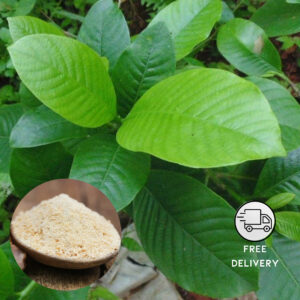 Asafoetida Plant Live (Hing)