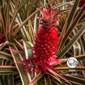 Red Pineapple Plant Live (Ananas)