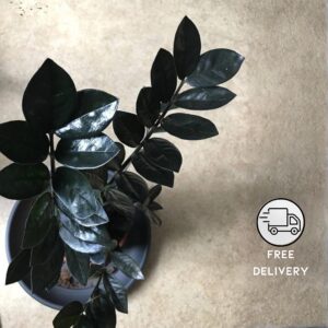 Raven Black ZZ Plant Live (Zamioculcas Zamiifolia)