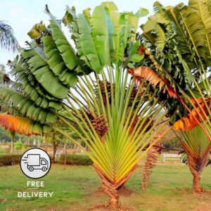 Traveller’s Palm Live Plant
