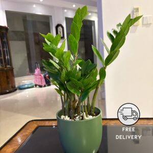 Green Zamia ZZ Plant (Zamioculcas zamiifolia)