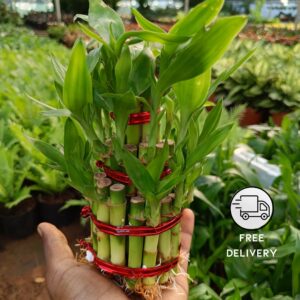 3 Layer Lucky Bamboo Plant (35 Stick)