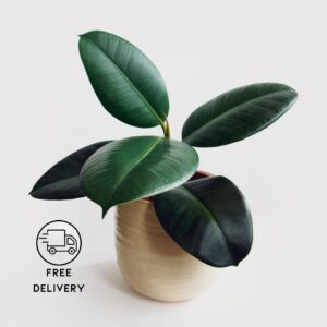 Rubber Plant (Green)