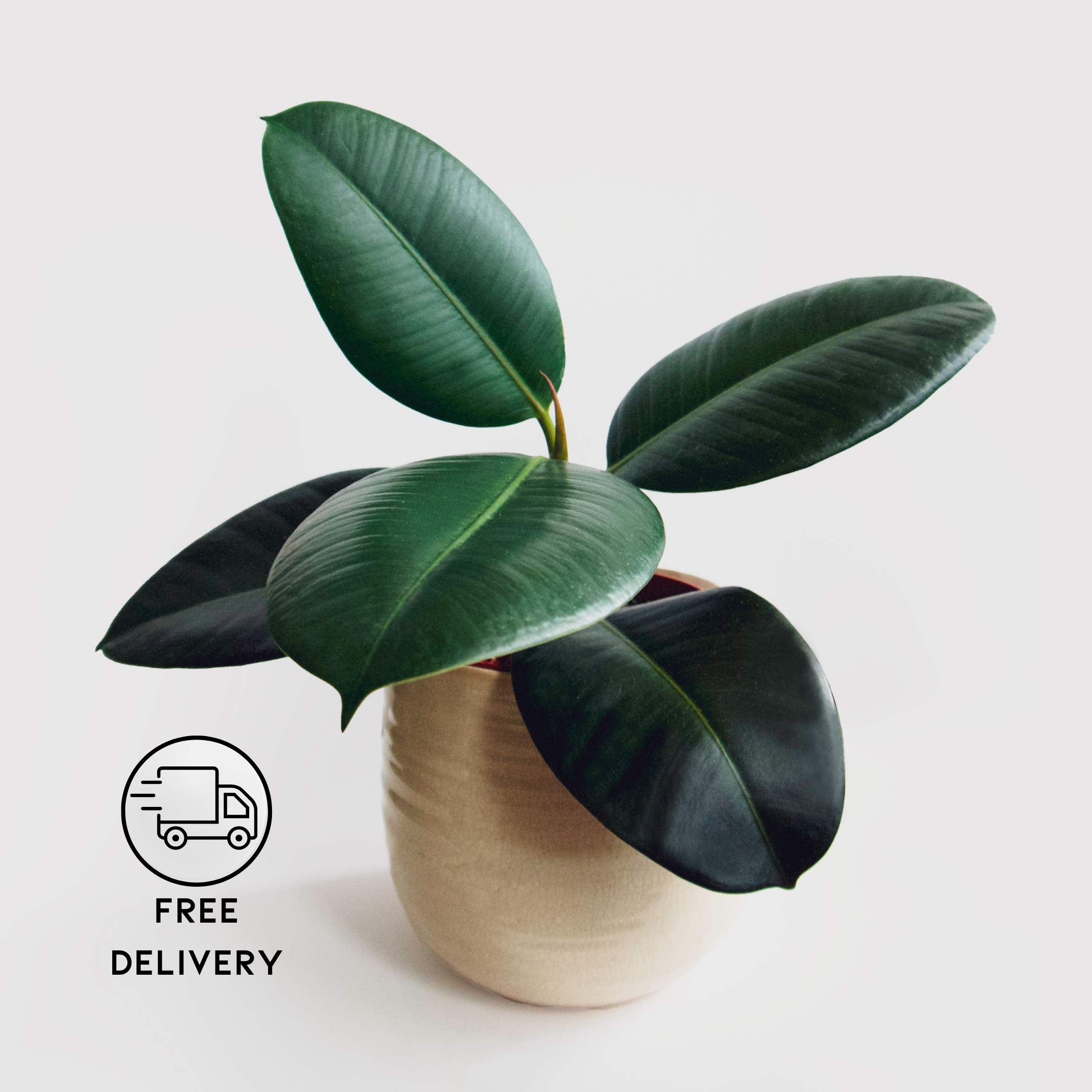 Rubber Plant (Green)