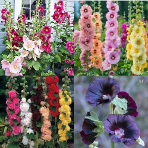 Hollyhock flower seeds
