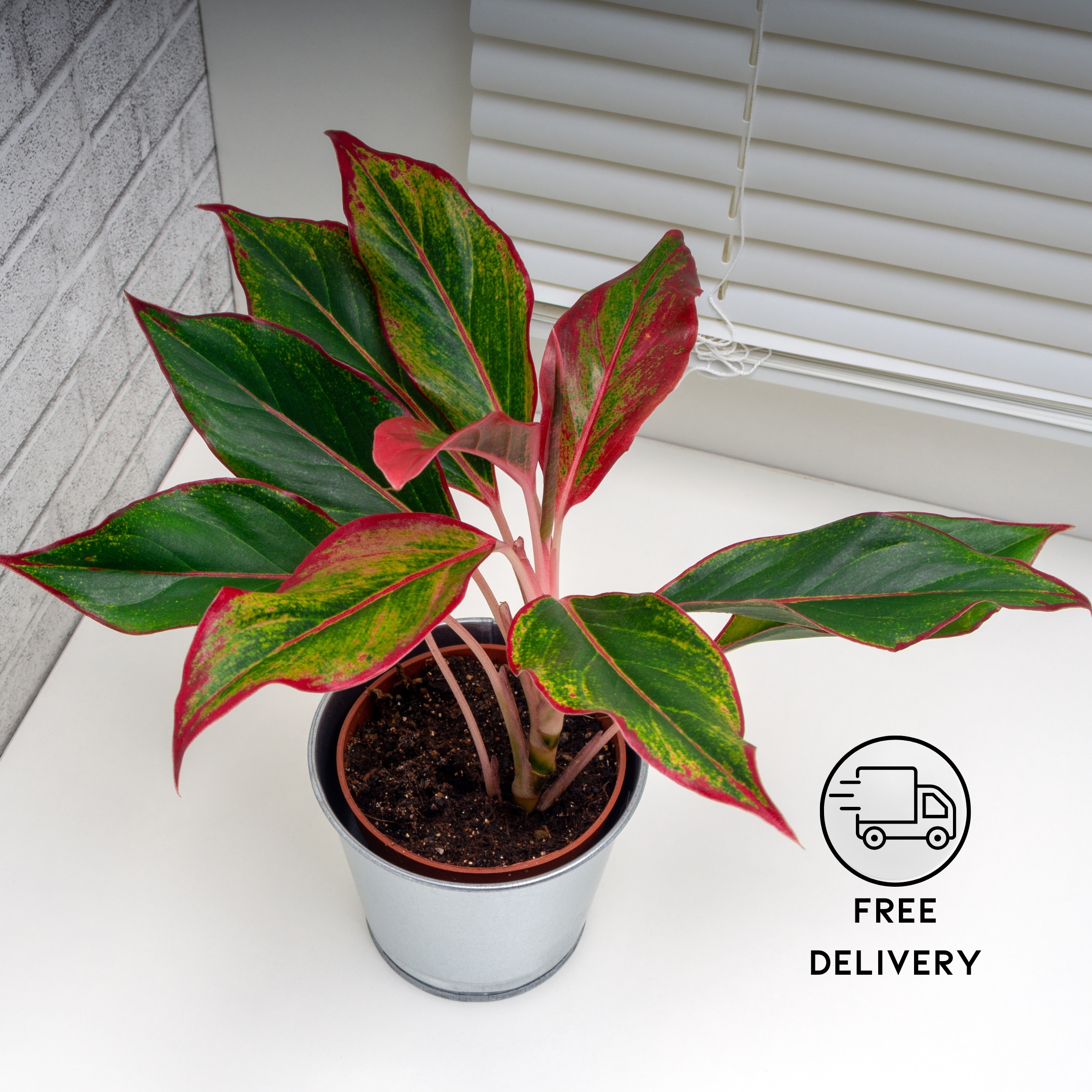 Aglaonema Red Natural Live Plant Indoor