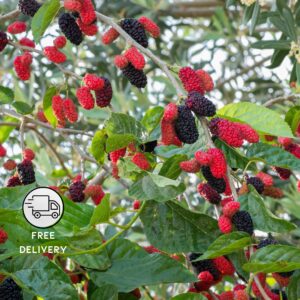 Mulberry Plant Live (Shahtoot/Tuti)